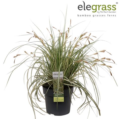 Carex oshimensis 'Evergold'