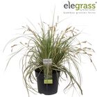 Carex oshimensis 'Evergold'