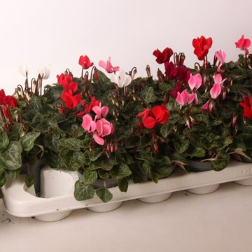 Cyclamen SUPER SERIE VERANO MIX