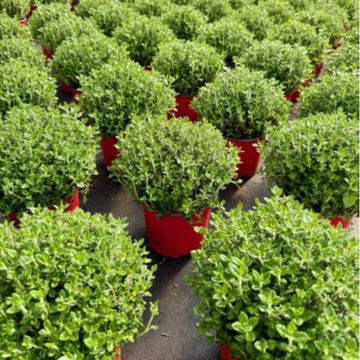 Teucrium x lucidrys