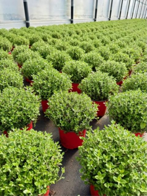 Teucrium x lucidrys