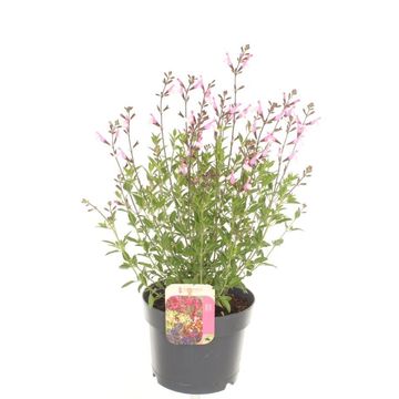 Salvia greggii MIRAGE SOFT PINK