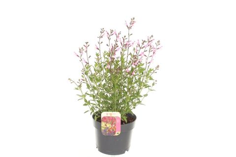 Salvia greggii MIRAGE SOFT PINK