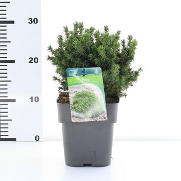 Picea glauca 'Альберта Глоб'