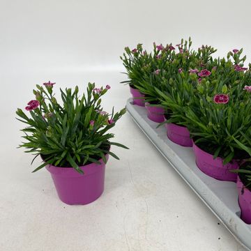 Dianthus PINK KISSES