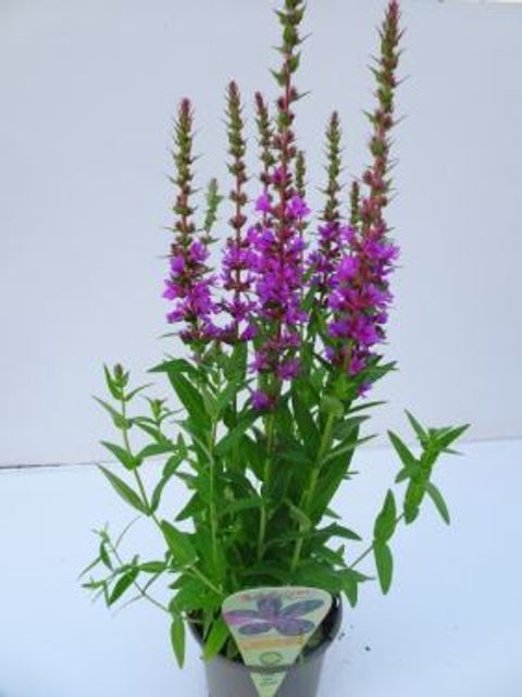 Lythrum salicaria