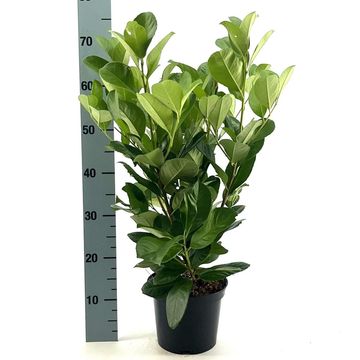 Prunus laurocerasus ETNA