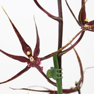 Brassia 'Black Pearl'