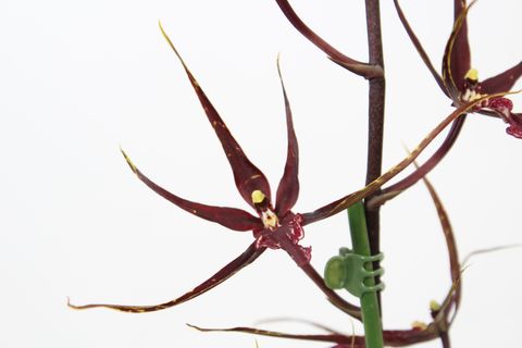 Brassia 'Black Pearl'