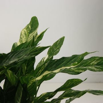 Spathiphyllum DIAMOND