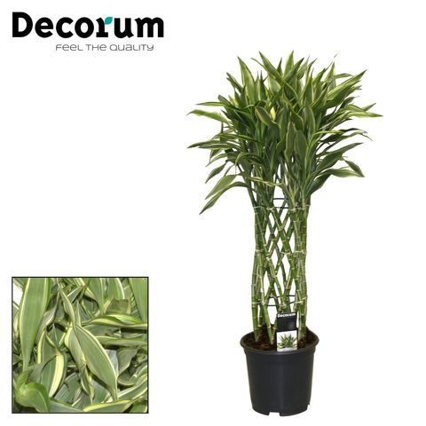 Dracaena sanderiana 'White'