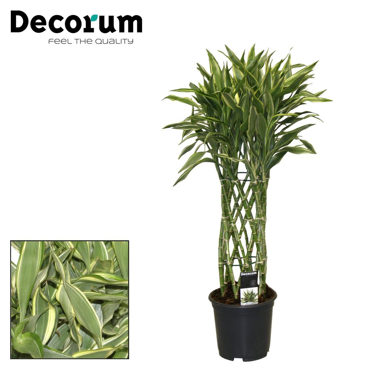 Dracaena sanderiana 'White'  Plant Wholesale FlorAccess