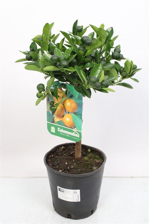 Citrus x microcarpa