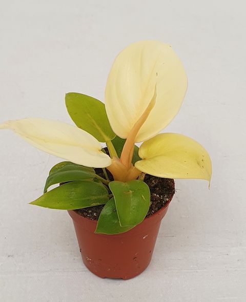 Philodendron melinonii 'Gold'
