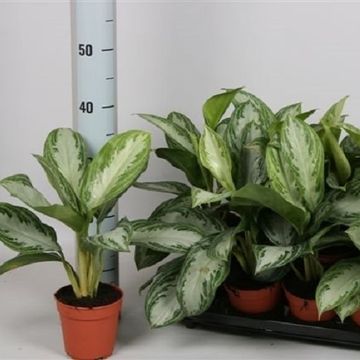 Aglaonema 'Silver Bay'