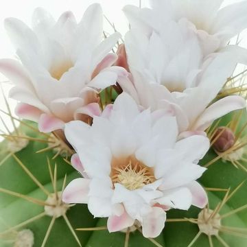 Gymnocalycium chacoense
