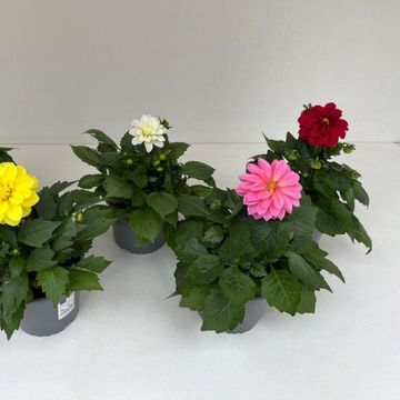 Dahlia DAHLIETTA MIX