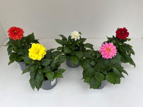 Dahlia DAHLIETTA MIX