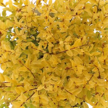 Ligustrum ovalifolium 'Lemon and Lime'