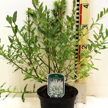 Salix integra 'Hakuro-nishiki'