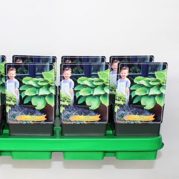 Hosta 'Sum and Substance'