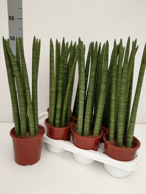 Sansevieria cylindrica 'Straight'