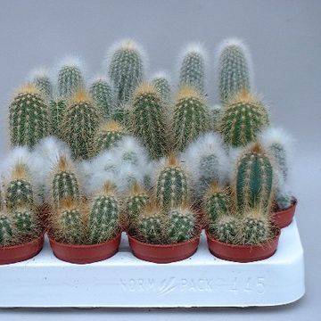 Cactos MIX