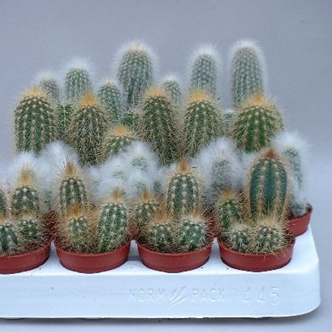 Cactus MIX (John De Wilde bvba)