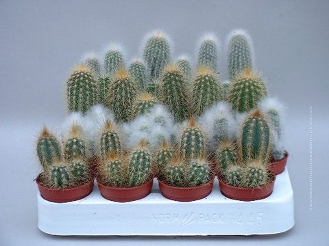 Cactus MIX