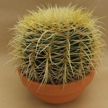 Echinocactus grusonii