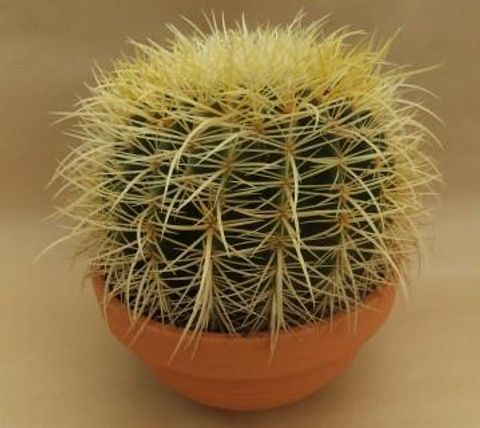 Echinocactus grusonii