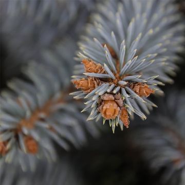 Picea pungens 'Глаука Глобоза'