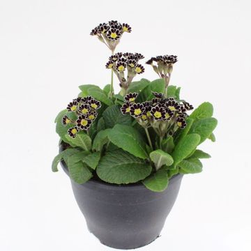 Primula 'Mister Silver Laced'