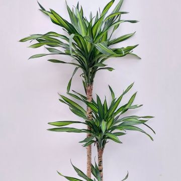 Dracaena reflexa 'Riki'