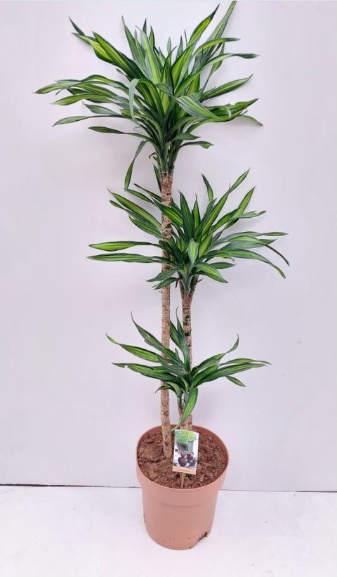 Dracaena reflexa 'Riki'