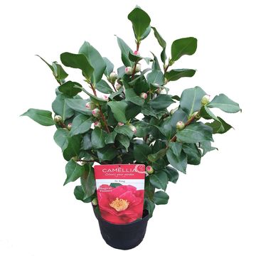 Camellia japonica 'Dr. King'