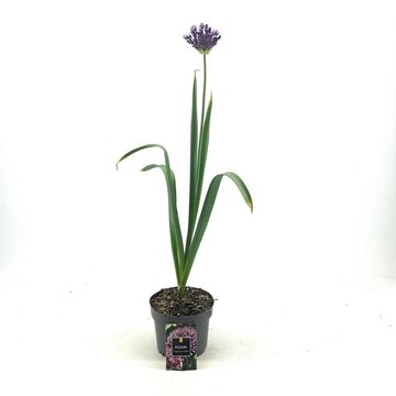 Allium aflatunense 'Purple Sensation'