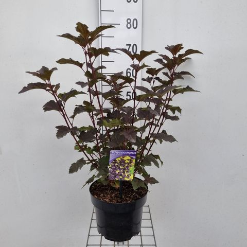 Physocarpus opulifolius 'Diabolo'