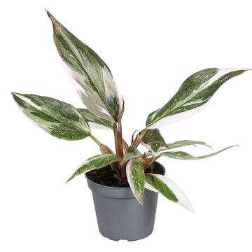 Philodendron 'Red Anderson'