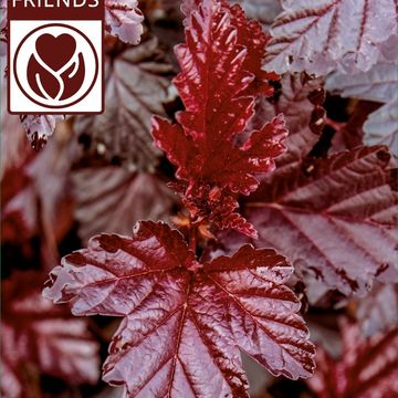 Physocarpus opulifolius 'Rubella'