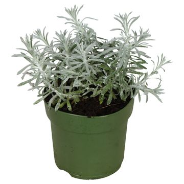 Helichrysum italicum 'Tikka'