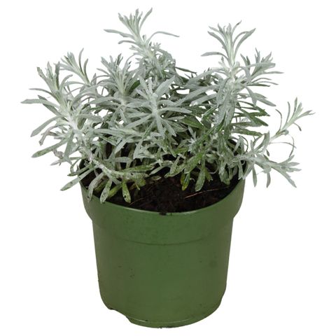 Helichrysum italicum 'Tikka'