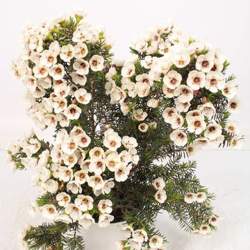 Chamelaucium 'Moonlight Delight'