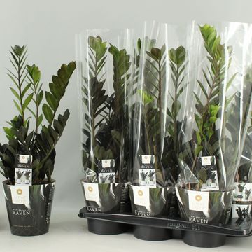 Zamioculcas zamiifolia RAVEN