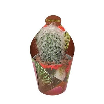 Cephalocereus senilis