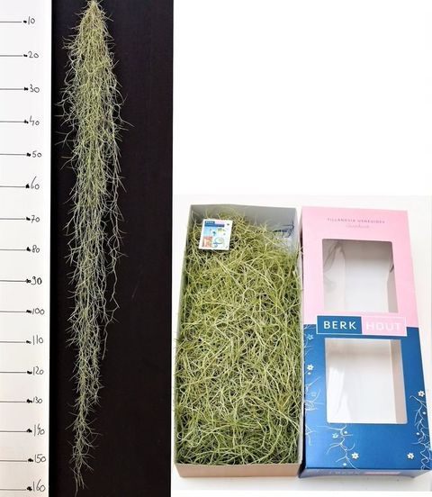 Tillandsia usneoides