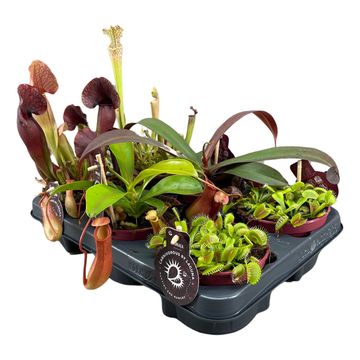 Carnivorous plants MIX