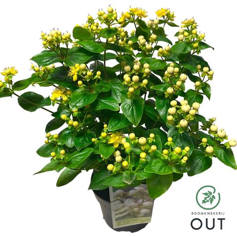 Hypericum MIRACLE BLIZZ