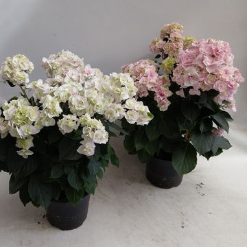 Hydrangea macrophylla HOVARIA TWISTY