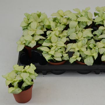 Fittonia MOSAIC LEMON